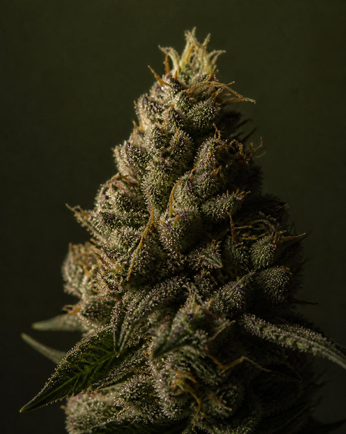 Flor de cannabis fotografiada en estudio sobre fondo verde oliva
